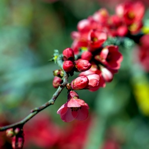 Branche recouverte de petites fleurs rouges ouvertes et fermées - Belgique  - collection de photos clin d'oeil, catégorie plantes